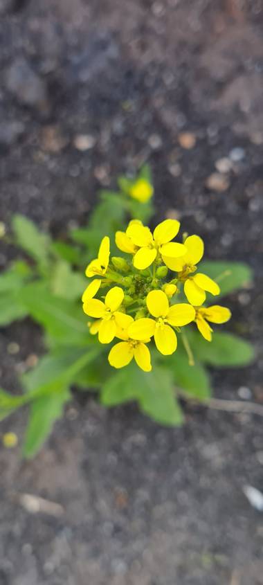gisca72 en Hamelin: Flora, #flordecampo #fuerteventura 