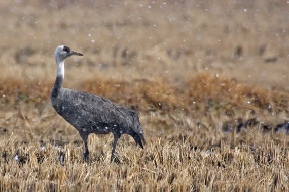 Ignicapillus en Hamelin: Fauna  (South Korea), Grus monacha Temminck, 1835, Grulla monje

He aquí la tercera de las grullas orientales que vi en Corea del ...
