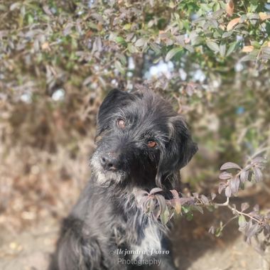 porroalejandra7 en Hamelin: Fauna  (Las Lajas), #Mascota#mamifero#amigo#perro
Ellos te entregan el alma sin palabras..te miran, te esperan, te cuidan, te a...