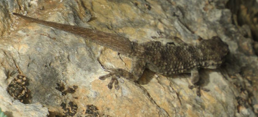 Solerantonio2 en Hamelin: Fauna  (Almería), Salamanquesa