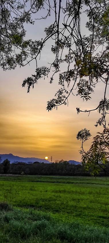 ARTURO  en Hamelin: Paisaje, #aiguamollsils
#atardecer 