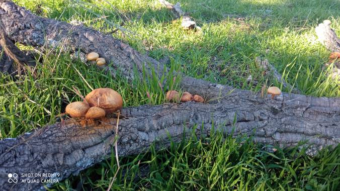 GreenPhoto en Hamelin: Observación  (Valencia de Alcántara), #Otoño20