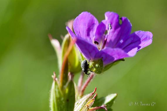 manuel.torres1 en Hamelin: Flora  (El Vendrell), Geranium sylvaticum, #flora21 