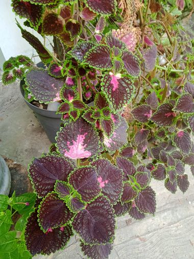 Abogadoeduardoorta en Hamelin: Flora, #corazon 