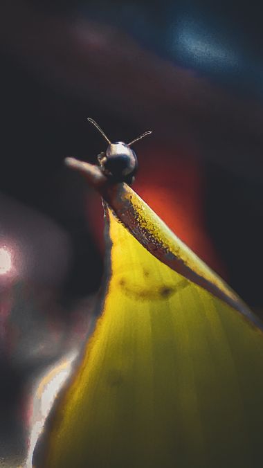 littleworld28 en Hamelin: Fauna  (Medellín), #insectos #tierno #aventura 