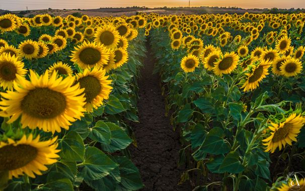 Ana Vera en Hamelin: Flora  (Palomares del Río), Helianthus annuus, #cumplehamelin 