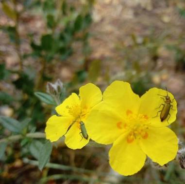 Fedilop en Hamelin: Flora  (Arganda del Rey)