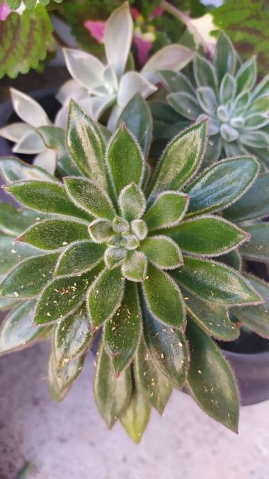 Morena clara en Hamelin: Flora, Echeveria setosa, 🥰🥰