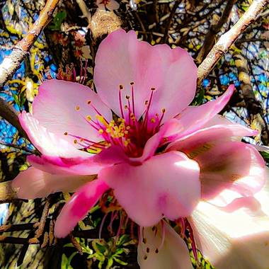 Catalinaruizgarcia en Hamelin: Flora  (Palma), Prunus persica