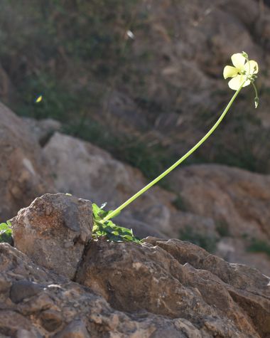 Solerantonio2 en Hamelin: Flora  (Almería), Oxalis pes-caprae, Planta