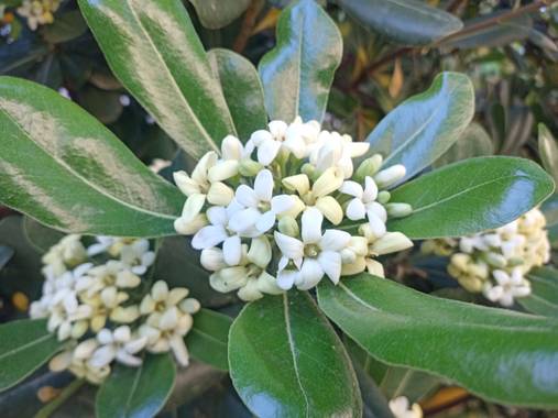 Lamaria_deviatge en Hamelin: Flora, Pittosporum tobira, Flores#flores