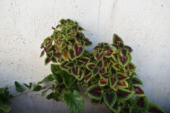 Solerantonio2 en Hamelin: Flora  (Benamargosa), Planta