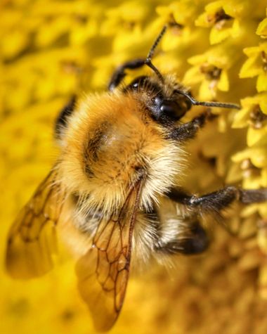 Manelsersol en Hamelin: Fauna, #rurales #abejas #naturaleza 