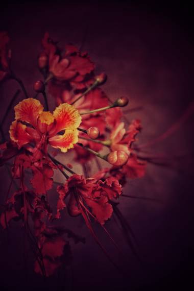 sujkp83 en Hamelin: Flora, Caesalpinia pulcherrima