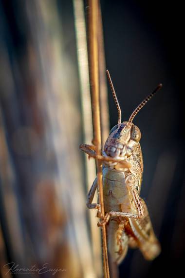 Florentinoeugenio en Hamelin: Fauna  (Brihuega), #saltamonte 