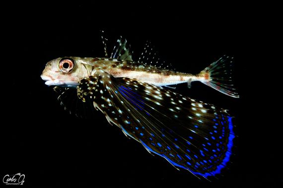 carlos__o2 en Hamelin: Fauna  (Dénia), #azul #mar #oceano #pez #volador # #mamiferos #chicharra #golondrina #amor #belleza #mediterraneo #animal #subacuati...