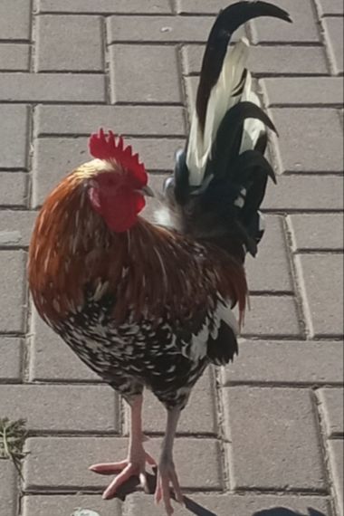 Mariajesussuarez82 en Hamelin: Fauna 