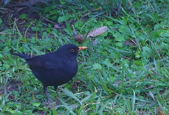 @sinaceramica en Hamelin: Fauna  (Barcelona), Turdus merula Linnaeus, 1758