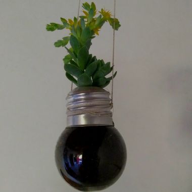 𝓨𝓲𝓵𝓵 𝓡𝓪𝓲𝓷 en Hamelin: Flora, #suculenta 