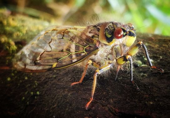 Eva.160968 en Hamelin: Fauna  (Machu Picchu), #insectos 