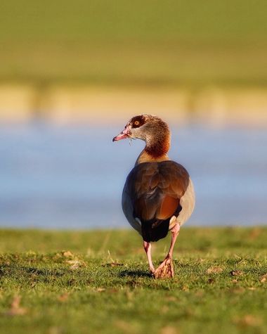 Jozsef Baricz en Hamelin: Fauna, Alopochen aegyptiaca (Linnaeus, 1766), Don't be shy!

#nature #bird #birds #uk #natgeo #natgeoyourshot #birdsonplanet #bi...