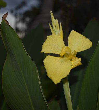 Solerantonio2 en Hamelin: Flora  (Almería), Canna flaccida, Planta