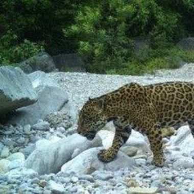 Rafaelvazquezibarra en Hamelin: Fauna, Panthera pardus (Linnaeus, 1758), #fauna 