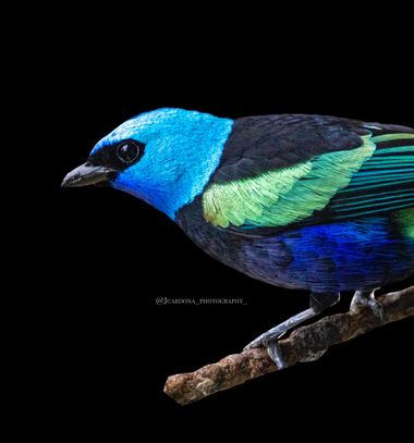 juanandrescardona01 en Hamelin: Fauna  (Medellín), Stilpnia cyanicollis granadensis (Berlepsch, 1884), Especie de ave parte de la familia Thraupidae y nati...