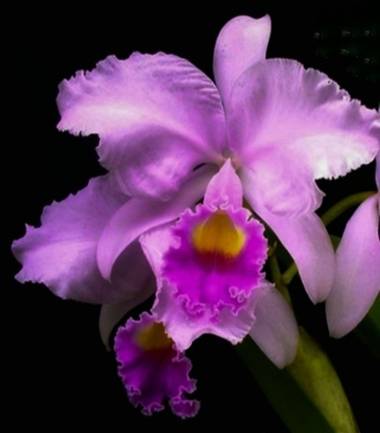 Amigomar197171 en Hamelin: Flora  (Cali), Cattleya trianae, Flor nacional colombiana. 
Es la más abundante y más característica de las cattleyas colombiana...