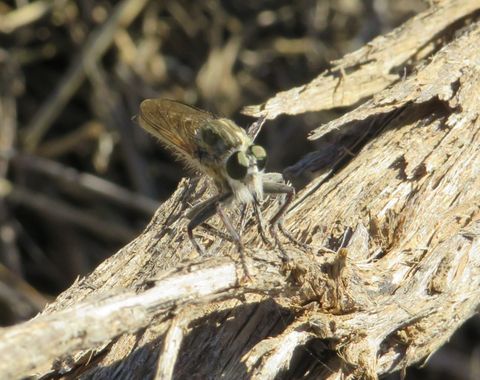 Solerantonio2 en Hamelin: Fauna  (Almería), Insecto