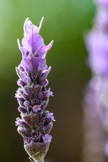 AneruY en Hamelin: Flora  (El Sauzal), Lavandula canariensis (L.) Mill., #flora21 