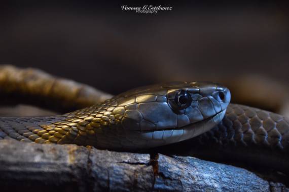 galuuna79 en Hamelin: Fauna  (Madrid), #serpientes 
#fauna 
#animales 
#naturalezaviva 
