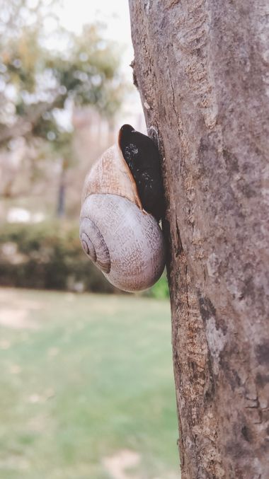 Solerantonio2 en Hamelin: Fauna  (Almería), Caracol
