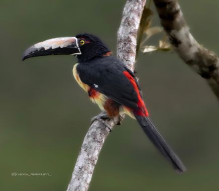 juanandrescardona01 en Hamelin: Fauna  (Gómez Plata), Pteroglossus torquatus (J.F.Gmelin, 1788), Tucán pichí collarejo 🖤💛🧡❤️ 
#tucan #toucan #bird #bird...