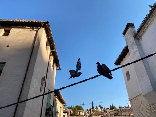 Mariavalverdemora en Hamelin: Fauna  (Granada), Mis vecinas #palomaurbanas #granadaspain #birdsoftheworld #cityphotography 