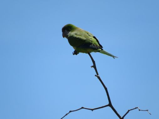 Solerantonio2 en Hamelin: Fauna  (Almería), Myiopsitta monachus cotorra (Vieillot, 1818), Cotorra argentina