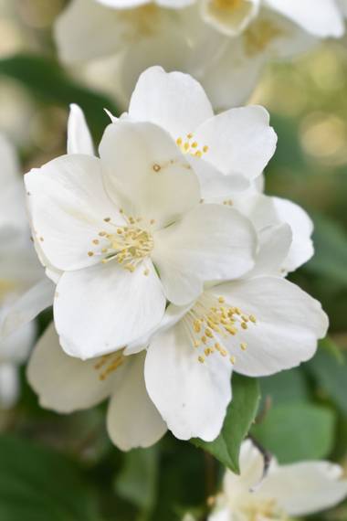Fabi Gracia en Hamelin: Flora  (Madrid), Philadelphus coronarius, #flora21 🌸🌸