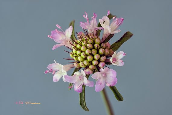 isidorogomez53 en Hamelin: Flora  (Rubí), Es un apilado de 5 fotos de una serie de 30 .


#apfb 
#floresdeespaña 
#floresdecataluña 