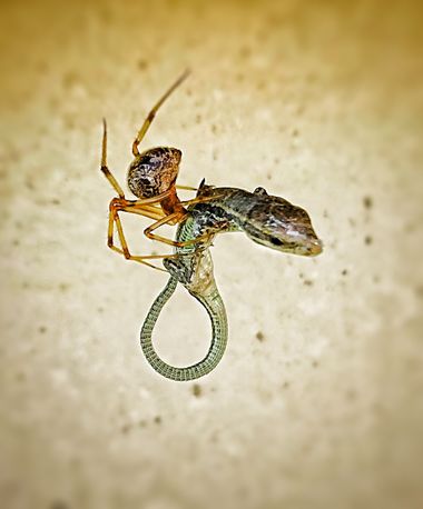 Nadia en Hamelin: Fauna, #invertebrados #vertebrado #araña #lagartija #reptiles #aracnido #depredacion #depredador #presa #cantabria #españa #fauna