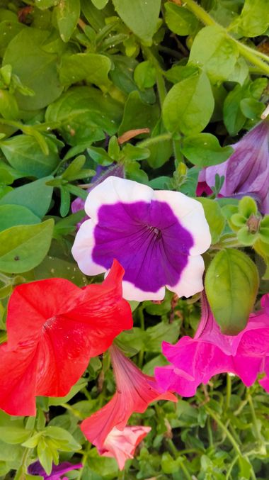 Solerantonio2 en Hamelin: Flora  (Avenida del Mediterráneo), Petunia × atkinsiana, Planta