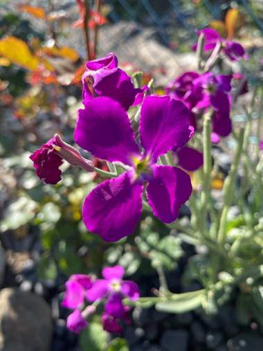 Luzbesi en Hamelin: Flora  (Pontevedra), Matthiola incana, #floral21 