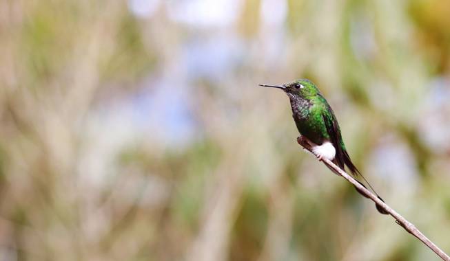 sinisterra2009 en Hamelin: Fauna  (Cali), Ocreatus underwoodii (Lesson, 1832), ​ (Ocreatus underwoodii)
#Aves21