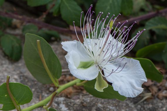 Peremateo en Hamelin: Flora  (Badalona), Capparis spinosa, #flower#apfb.