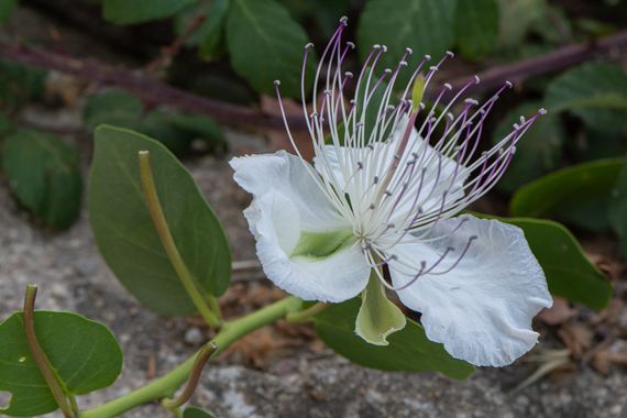 Peremateo en Hamelin: Flora  (Badalona), Capparis spinosa, #flower#apfb.