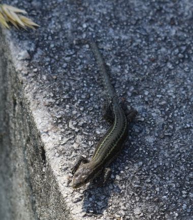 Solerantonio2 en Hamelin: Fauna  (Níjar), Reptil