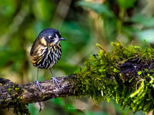cesar.angel en Hamelin: Fauna  (Manizales), La Bella Lunita 🌛🌛 en la @haciendaelbosque 

Un huevito 🥚🐣 con patas divino.

🇨🇴Tororoi Medialuna
🇺🇸Cre...