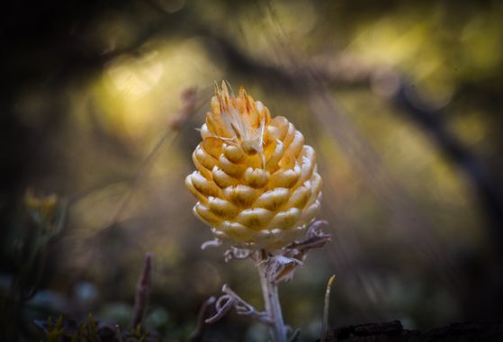 Olga.t.g76 en Hamelin: Flora  (Yebes), Rhaponticum coniferum, #flora #nature #flower #macro #macro_captures_ #macro_secrets #macro_vision #macro_mood #phot...