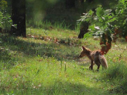 Luiggi73 en Hamelin: Fauna  (León), #zorro#vulpesvulpes#fox#naturaleza_spain#fiftyshades_of_nature#animals#animalsofinstagram#animalphotography#naturaleza_...