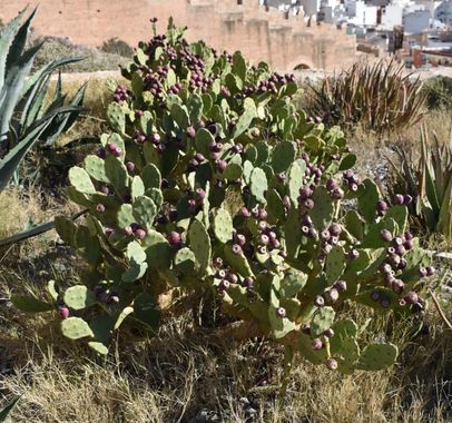 Solerantonio2 en Hamelin: Flora  (Almería), Planta