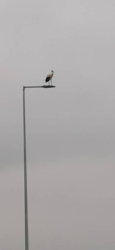 Codice722 en Hamelin: Fauna  (Alcalá de Henares), #Aves21 Cigüeña sobre Farola, admirando el flujo de vehículos mientras descansa
